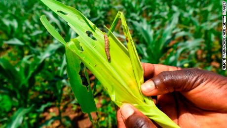 A fall armyworm is attacking a maize crop in a maize field in Vihiga, some 278km west of Nairobi, on April 18, 2018.