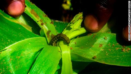 In just two years, the so-called fall armyworm colonised three-quarters of Africa, according to the British-based Centre for Agriculture and Biosciences International (CABI).