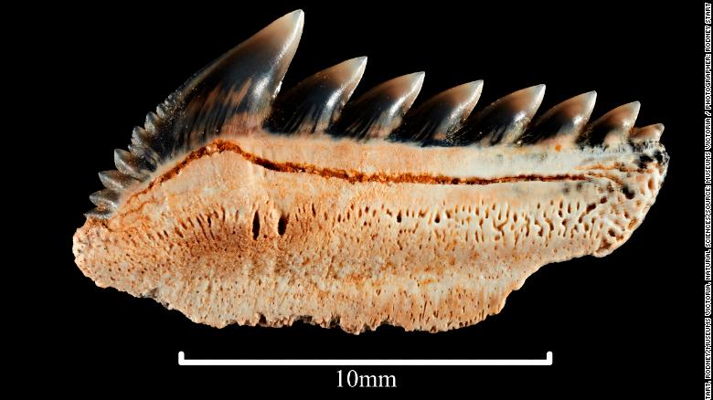 Fossilized teeth of the Sixgill shark.