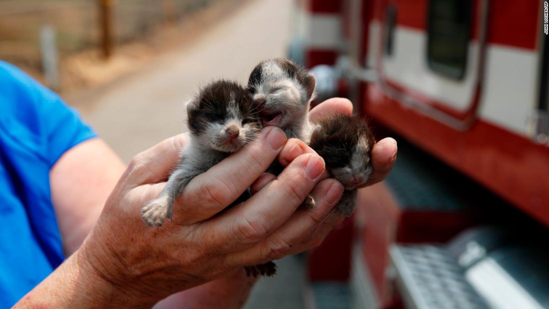 Rose Wyckoff holds up three kittens August 10 in a Redding neighborhood that has been destroyed by the Carr Fire.