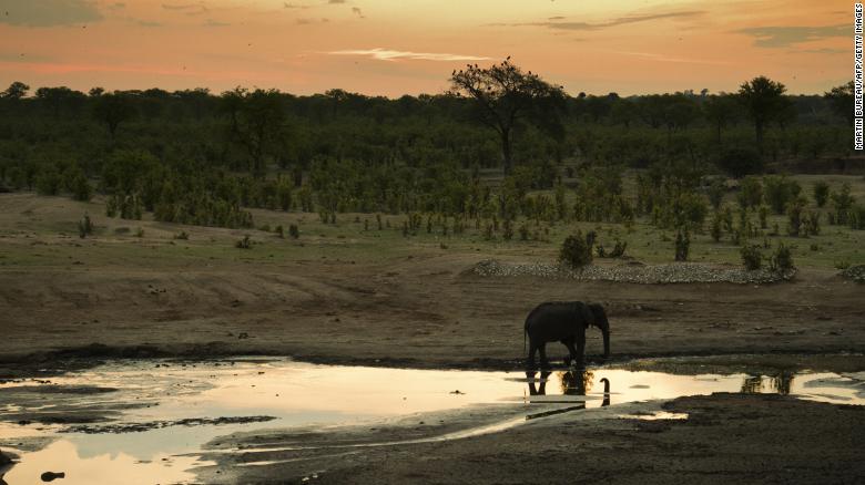 An elephant is pictured in Zimbabwe&#39;s Hwange National Park in November 2012.