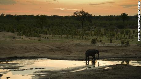 Zimbabwe activists bid to stop alleged plan to export 35 baby elephants