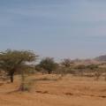 sudan acacia trees