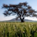 wheat farm zimbabwe