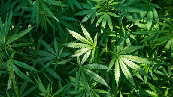 Medical marijuana bills challenge Bible Belt politics - ABC News