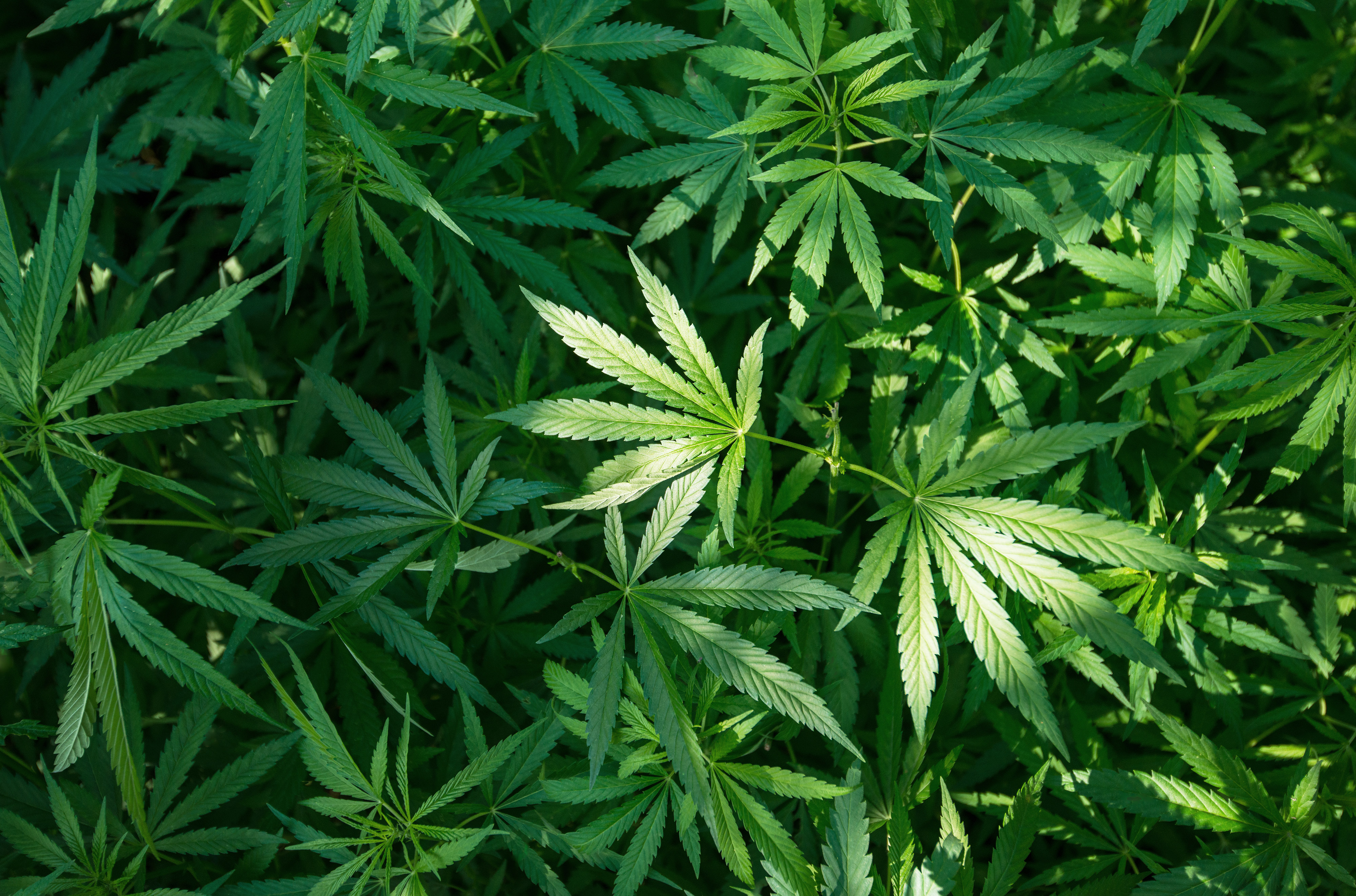 Florida Department of Health Florida Amendment 2 Medical cannabis Law of  Florida, cannabis, leaf, logo, united States png - PNGWing