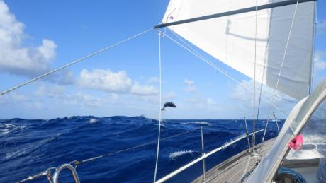A whale jumps in the middle of the Pacific, close to Helen and Chris Tibbs&#39; yacht.