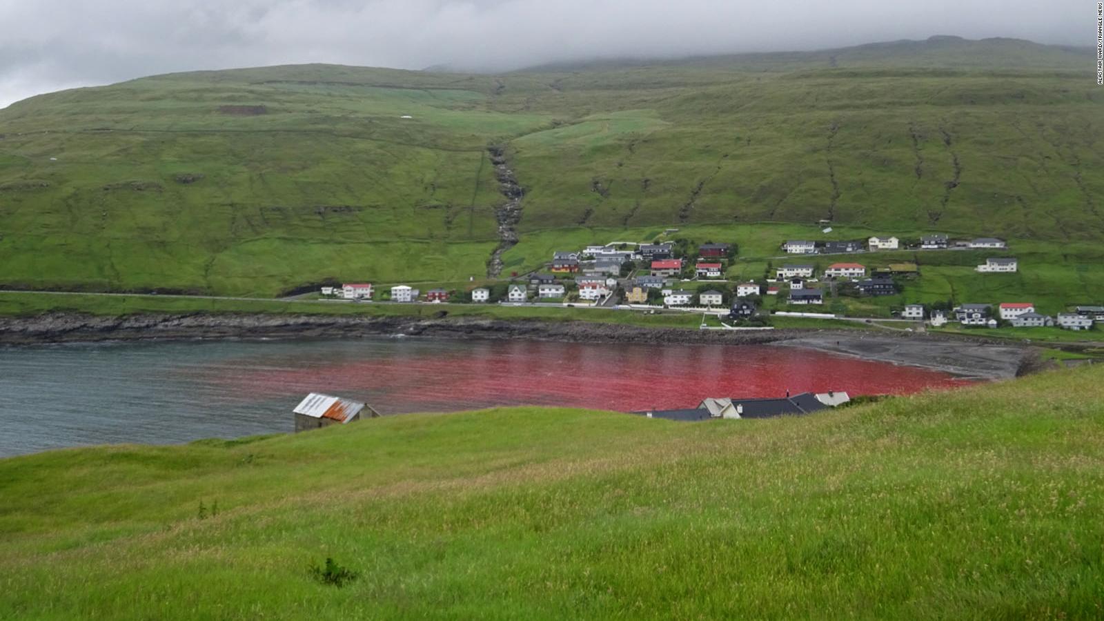 Sea turns red with blood after whale hunt in Faroe Islands - CNN