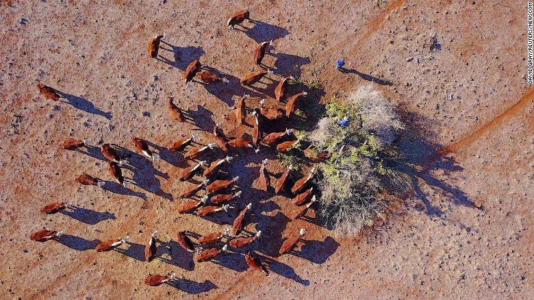 Farmer Ash Whitney cuts off branches to feed his cattle in a drought-affected paddock in Gunnedah, Australia.