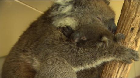 Rescatistas Reunen A Bebe Koala Con Su Madre Cnn Video