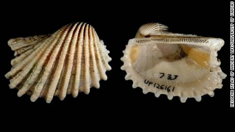  Anadara aequalitas was included in a new study of fossil and extant bivalves and gastropods in the Atlantic Ocean that suggests laziness might be a fruitful strategy for survival of individuals, species and even communities of species.