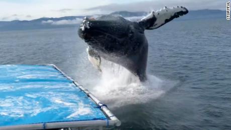 Boaters Have Close Call With Humpback Whale