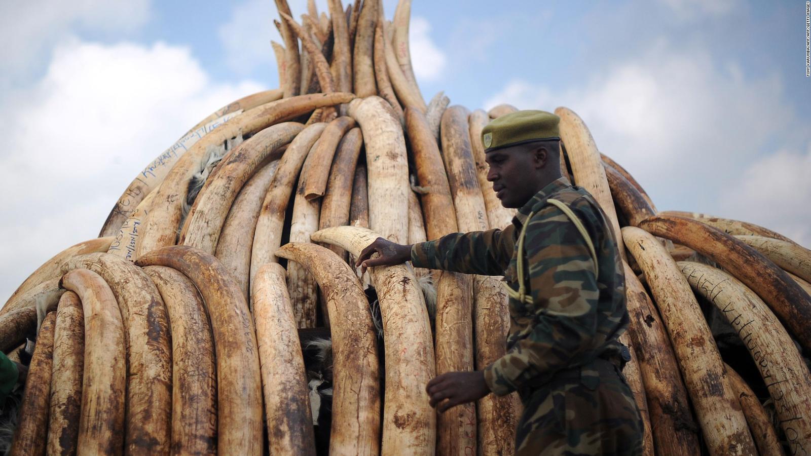 African elephant poaching for ivory has declined, but study warns they