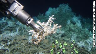 The submsersible Alvin collects a sample of Lophelia pertusa from an extensive mound of both dead and live coral.