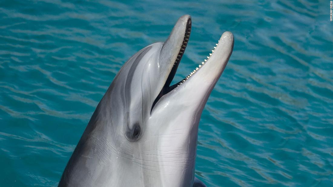 sexually-aroused-dolphin-causes-swimming-ban-on-french-beach-cnn-travel