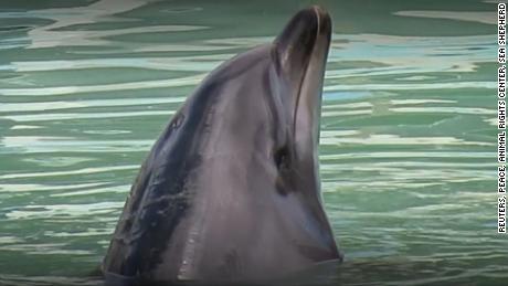 Dolphin stuck in closed Japanese aquarium prompts outrage