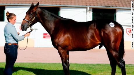 A handler presents  - son of Lope de Vega and Black Dahlia  - from The &quot;Haras des Monceaux&quot; and sold for 900,000 euros during during the yearlings sales, one of the world renowned annual thoroughbred horse sales, in Deauville on August 19, 2018. - This year&#39;s prestigious yearlings auctions started on August 18, in France&#39;s Normandy seaside resort of Deauville, a very popular venue for horse owners from around the world. (Photo by CHARLY TRIBALLEAU / AFP)        (Photo credit should read CHARLY TRIBALLEAU/AFP/Getty Images)