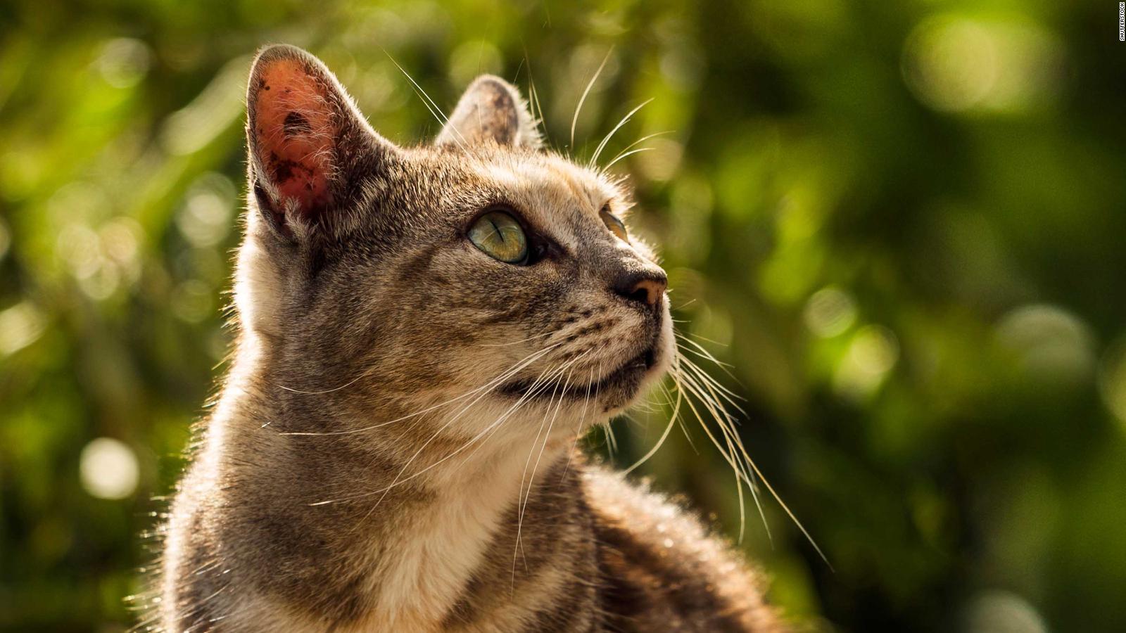 New Zealand village plans to ban all cats CNN