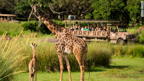 Aila: la jirafa bebé de Walt Disney World en Orlando - CNN Video