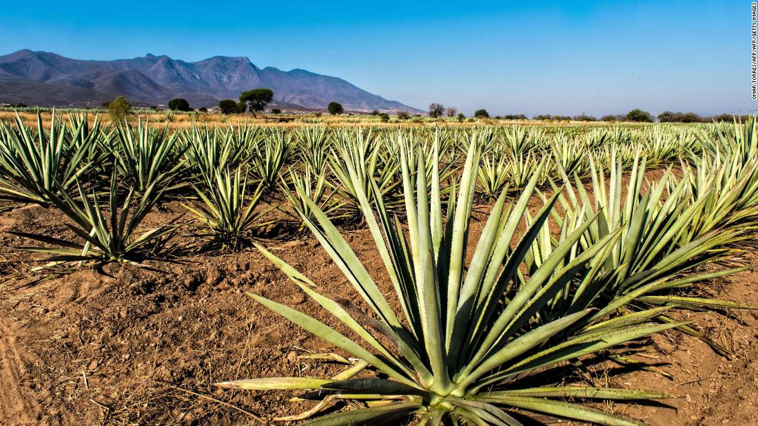 La guerra por el mezcal en México - CNN Video