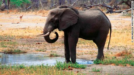 Dozens of elephant carcasses found in Botswana, revealing 'unprecedented' levels of poaching