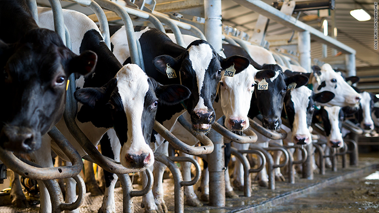 How the dairy industry plans to save milk - CNN