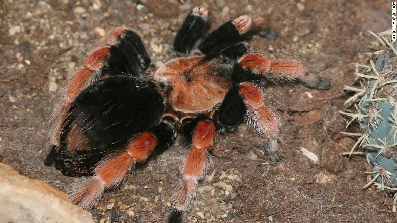A Mexican fireleg tarantula, one of the exotic insects stolen.