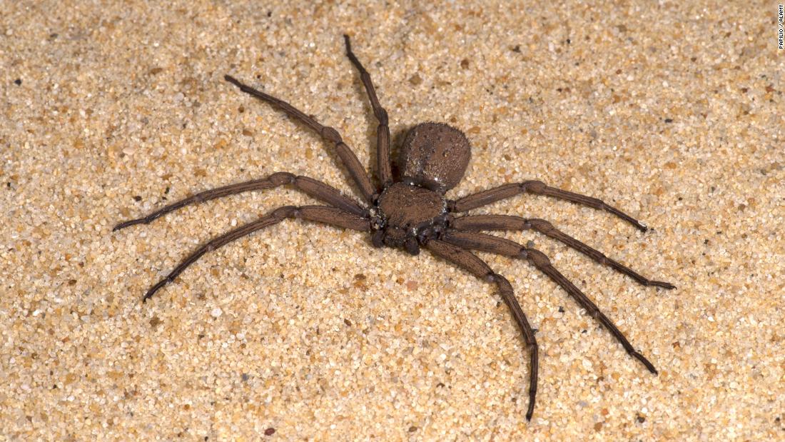 Where Do Black Widow Spiders Live In North America : Latrodectus - Wikipedia / Black widow spider bites rarely kill people, but it's important to get medical attention as soon as you can because they can make you very sick.