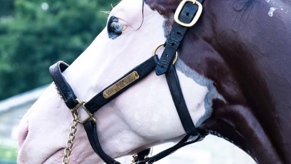 Southern Phantom: The white-faced horse who's the talk of the ...