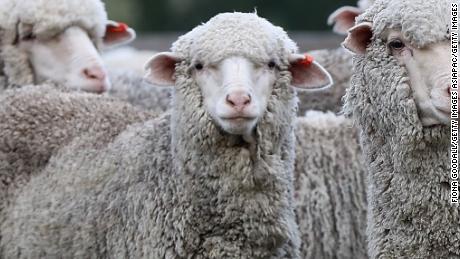 The cowardice of the 'Sheep Throat' op-ed