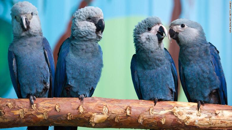 Spix&#39;s macaws sit on a branch in their aviary at the Association for the Conservation of Threatened Parrots in Germany.