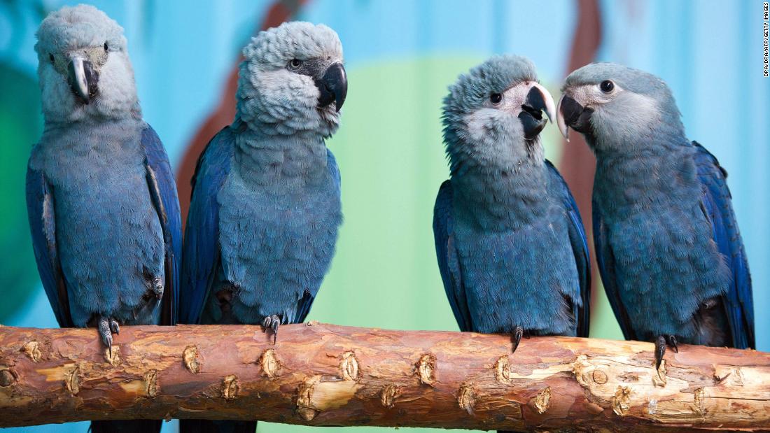 Blue Bird From Rio Movie Now Extinct In The Wild Like For Real Dough