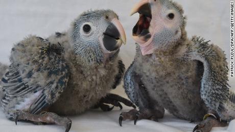 Spix&#39;s macaw chicks are pictured in May 2014. 