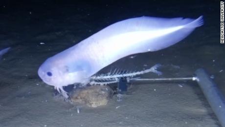 Scientists Spot New Species Near Ocean Floor Cnn Video