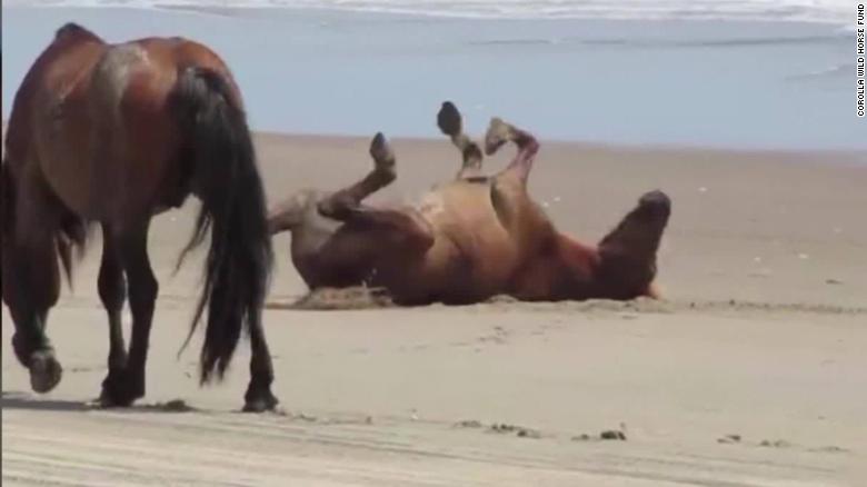 Wild Horses Ride Out The Storm Cnn Video