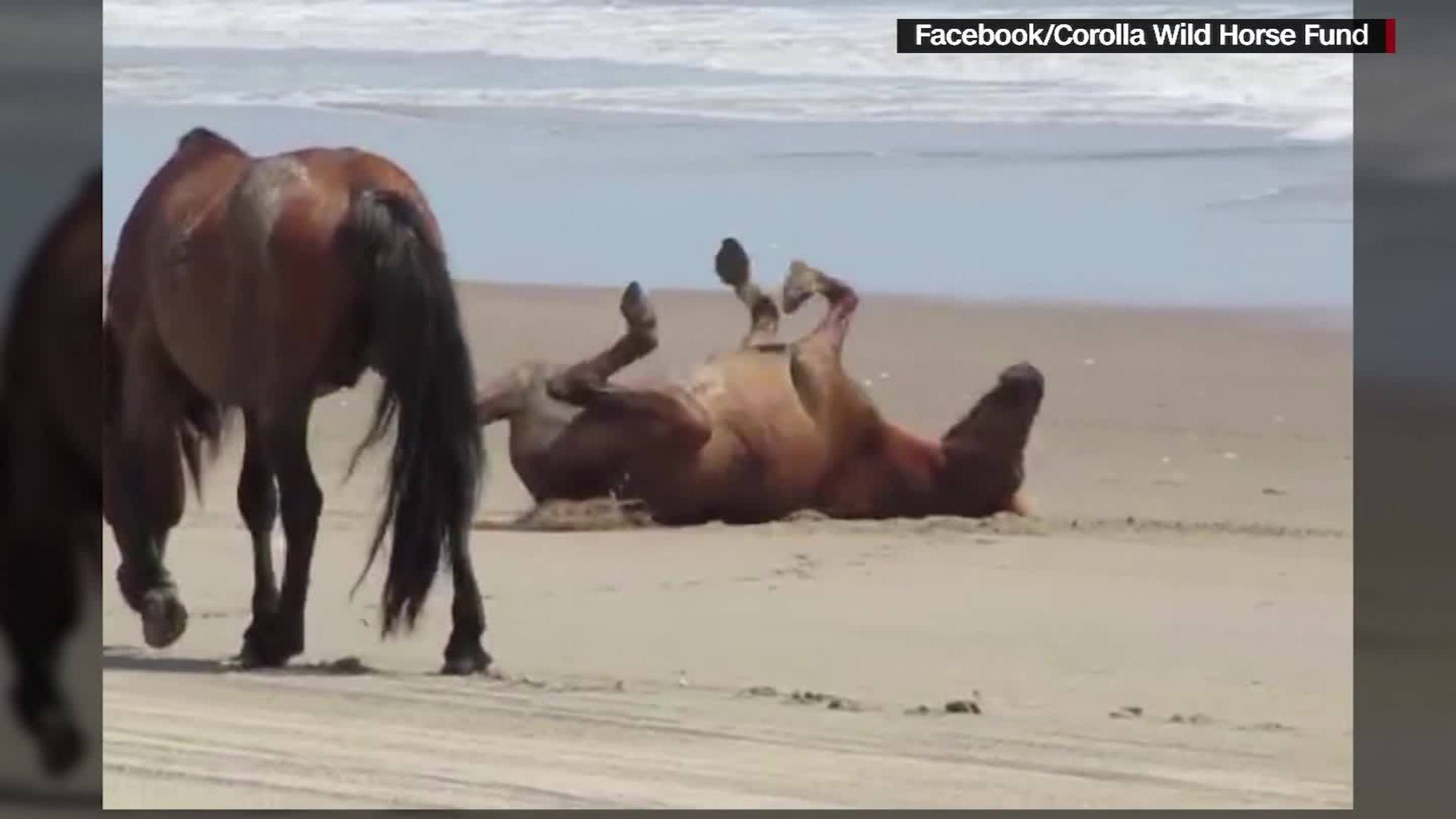 Wild Horses Lean On Instinct To Survive Hurricane Florence In North Carolina Cnn