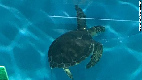 This green sea turtle was moved from the ICU to rehab for the storm