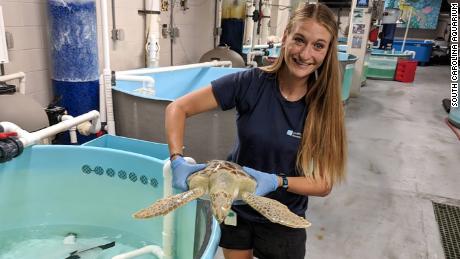 Willow Melamet moved turtles to higher ground in case of flooding. 