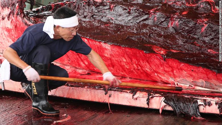 Why is Japan still whaling? (2015)