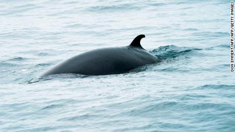 Minke whales are the second smallest baleen whale and at full maturity may reach 7 or 8 meters in length. 