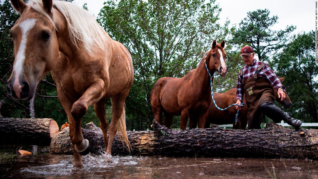 John Hendren leads horses to safety after the US Coast Guard helped cut up a fallen tree that had trapped the animals in a flooded field in Lumberton, North Carolina.