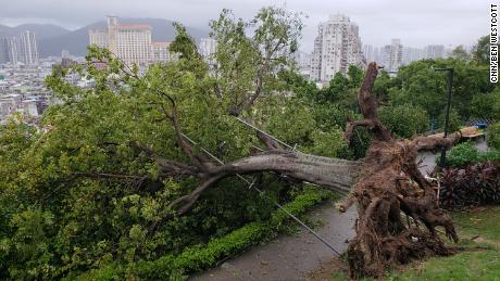 A large tree blown over next to the old Portuguese castle in Macau, after Typhoon Mangkhut flooded the city on Sunday.