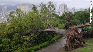A large tree blown over next to the old Portuguese castle in Macau, after Typhoon Mangkhut flooded the city on Sunday.