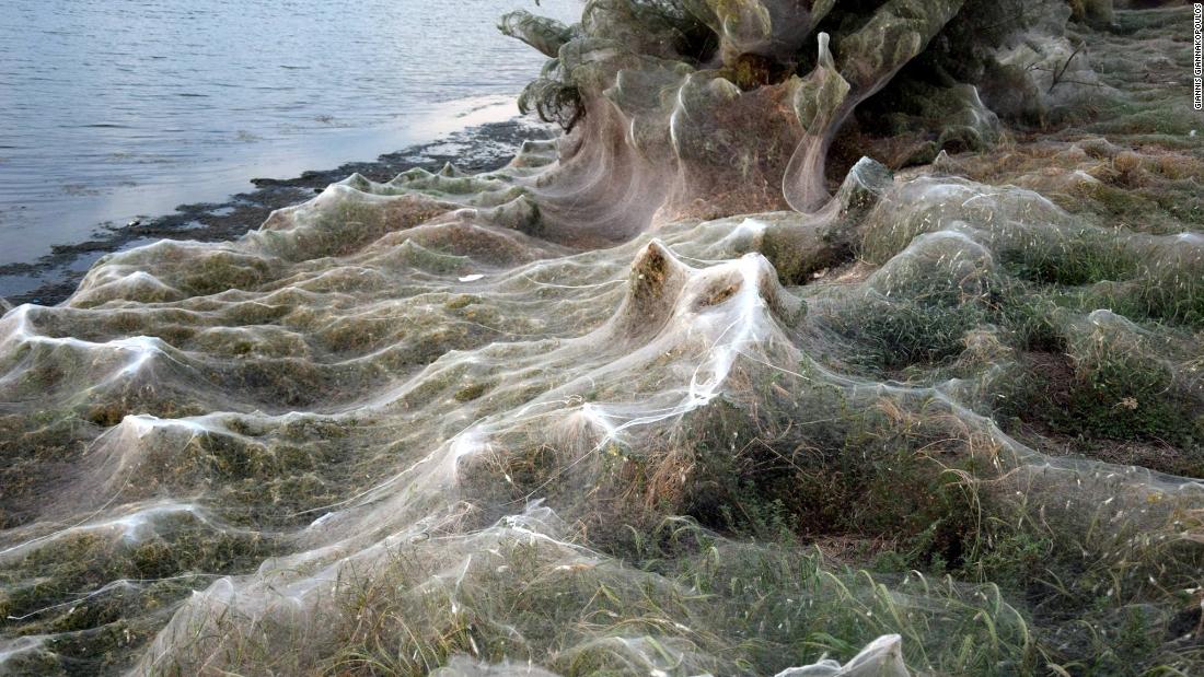 Aitoliko, Greece, is draped in thousands of spider webs