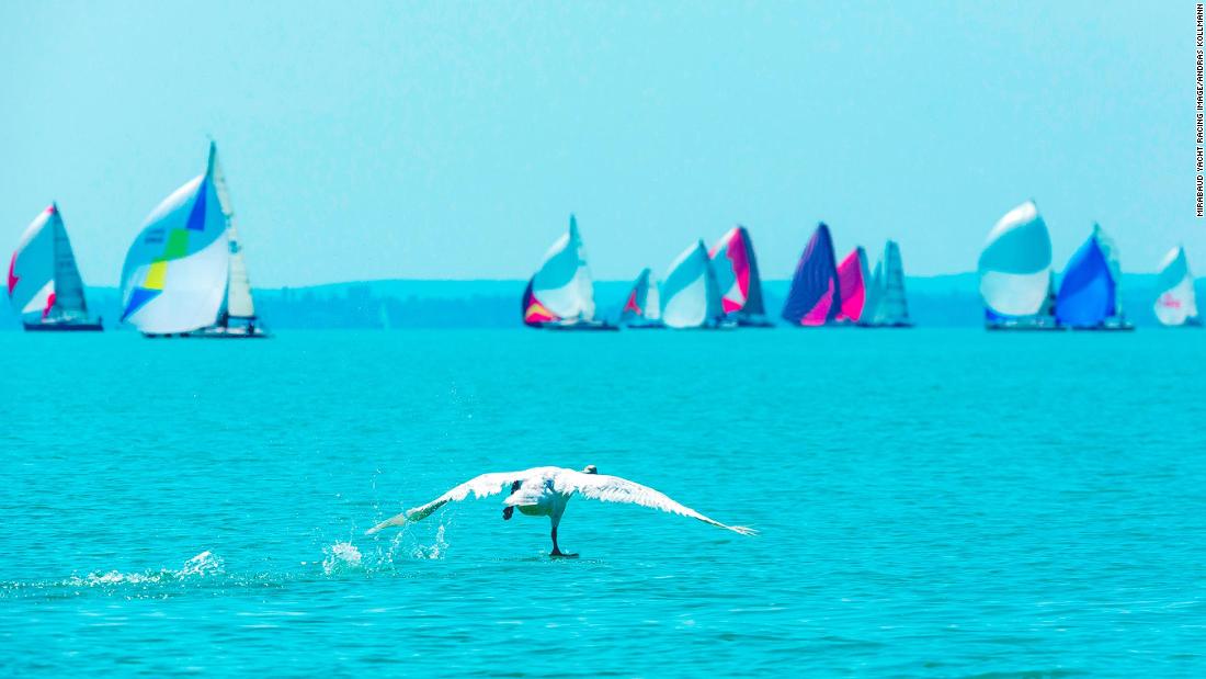 Andras Kollmann captured a bird running across flat water towards sailing boats competing in the Kékszalag regatta on Lake Balaton, Hungary. &quot;Birds and sailors operate in the same way,&quot; says Kollman. &quot;They both trim lightweight streamlined structures to create lift.&quot;