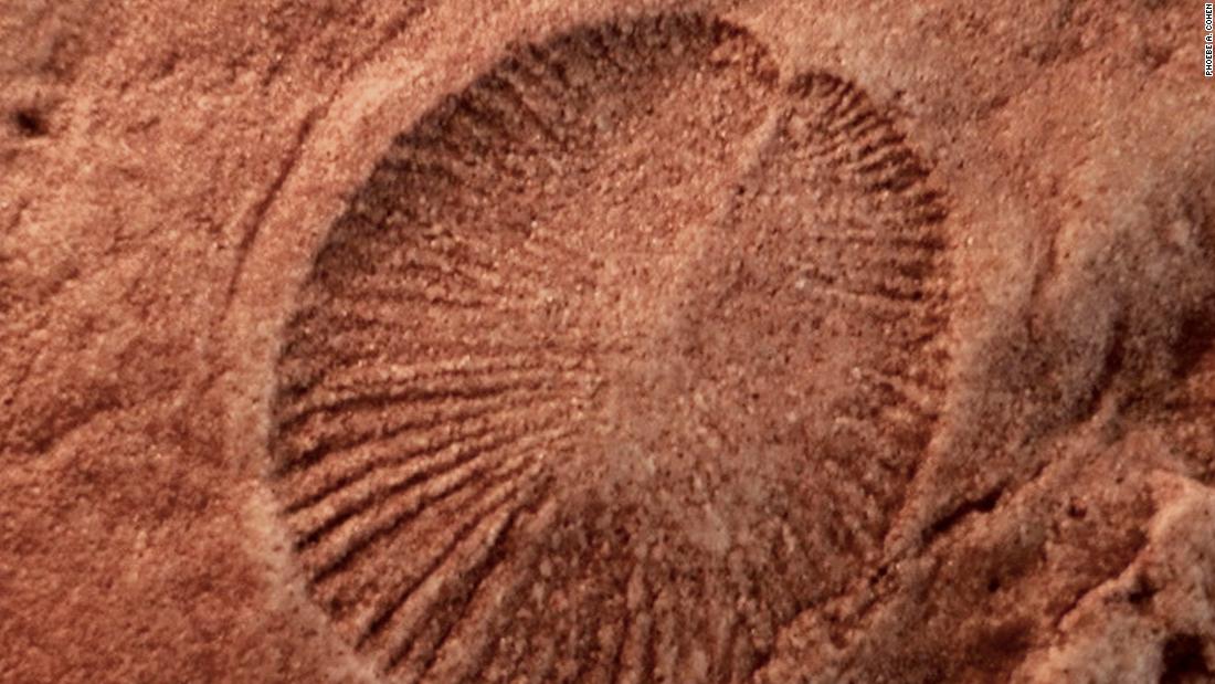 Dickinsonia: The world's oldest known animal identified - CNN Video