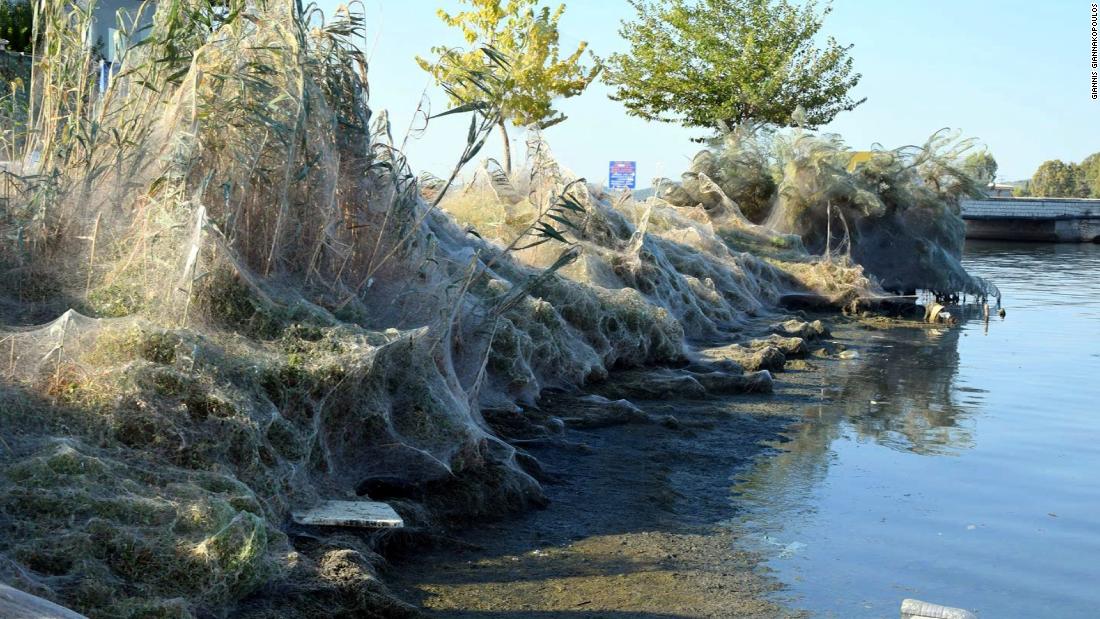 Spider Webs Conquer Australia 