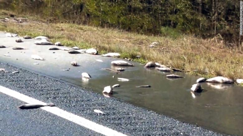 Flooding from deadly Hurricane Florence pushed the fish from their natural habitat and stranded them on Interstate 40.