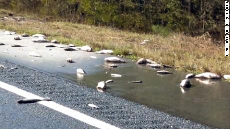 Dead fish scattered on the highway as floodwaters recede in North Carolina 