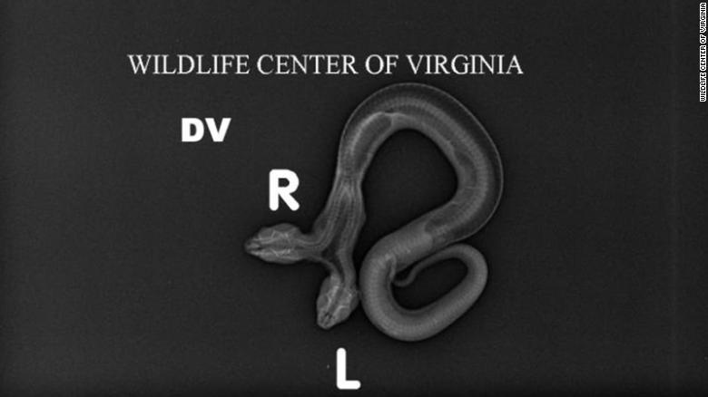 Wildlife Center of Virginia released this raidograph of the baby copperhead.